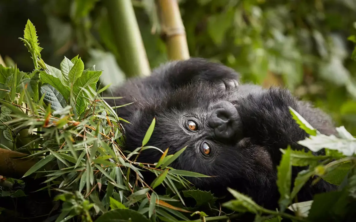 Rwanda vs Uganda Gorilla Permit Price