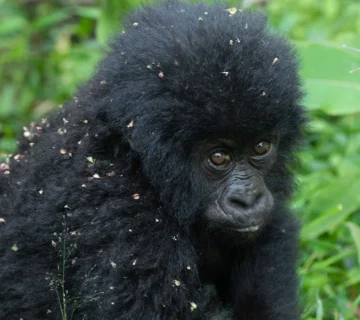 Rwanda vs Uganda Gorilla Permit Price