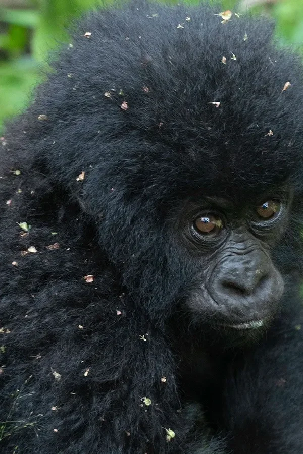 Rwanda vs Uganda Gorilla Permit Price