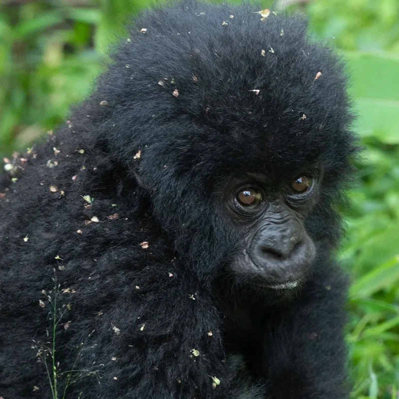 Rwanda vs Uganda Gorilla Permit Price