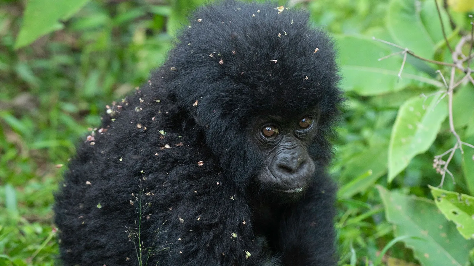 Rwanda vs Uganda Gorilla Permit Price