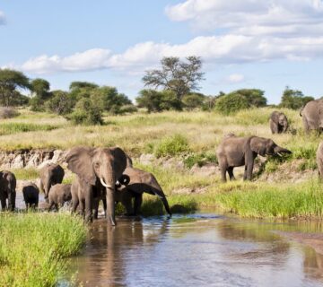 Tarangire National Park