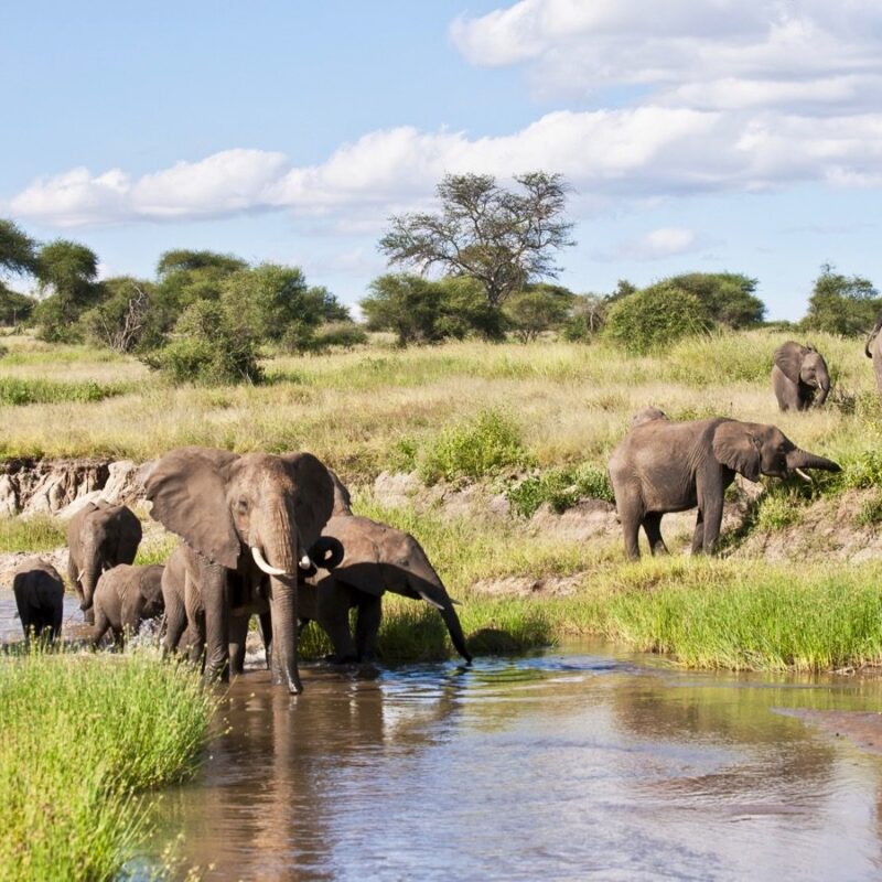 Tarangire National Park