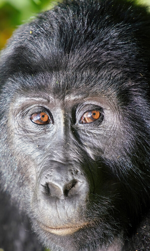 Mountain gorilla, primate safari planning Uganda and Rwanda