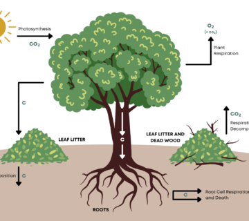 Carbon Storage in Trees