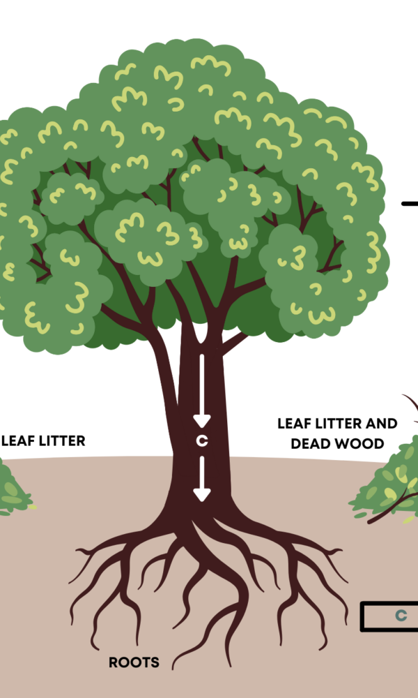 Carbon Storage in Trees