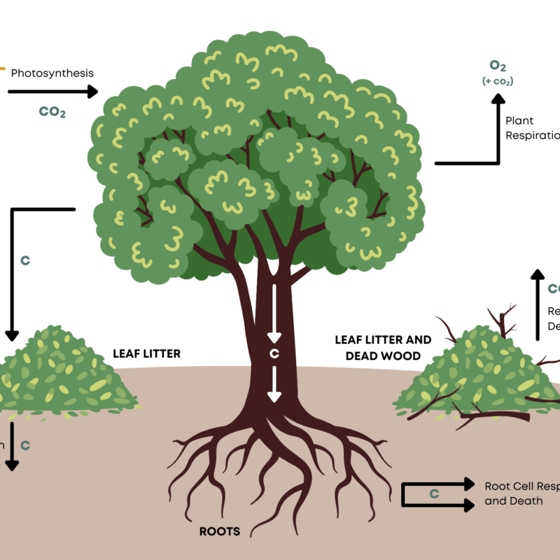Carbon Storage in Trees