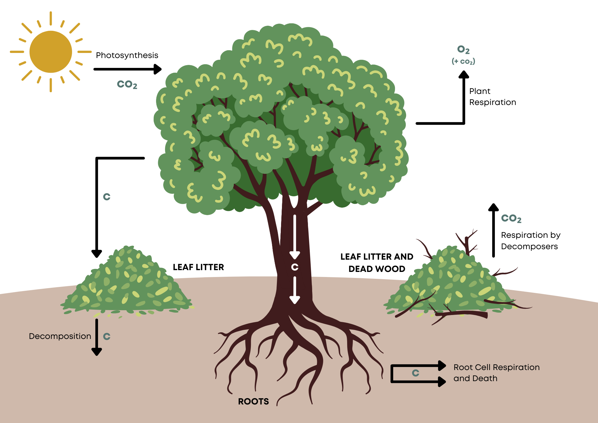Carbon Storage in Trees