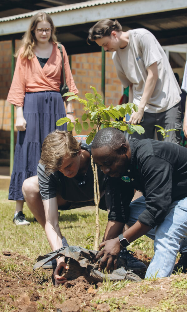 How One Tree Changes an Entire Ecosystem
