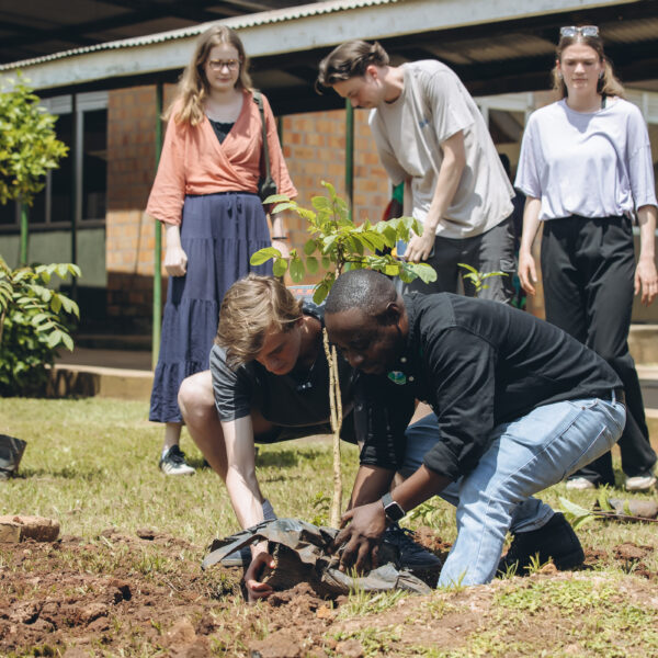 How One Tree Changes an Entire Ecosystem