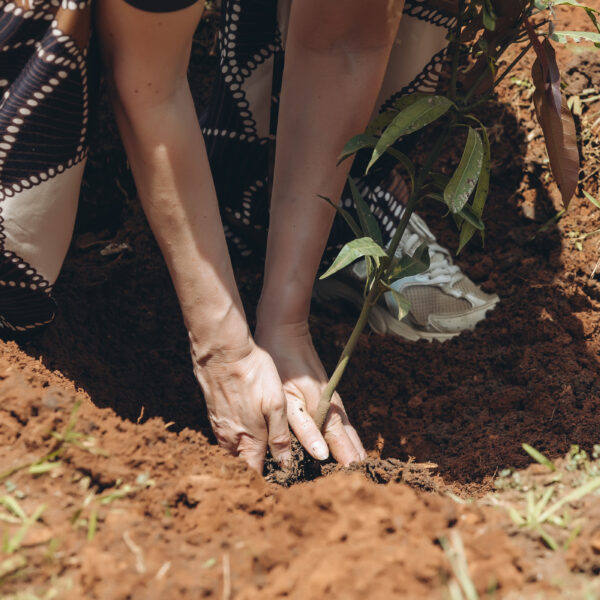 GREENSPOT TREE PLANTING CAMPAIGN
