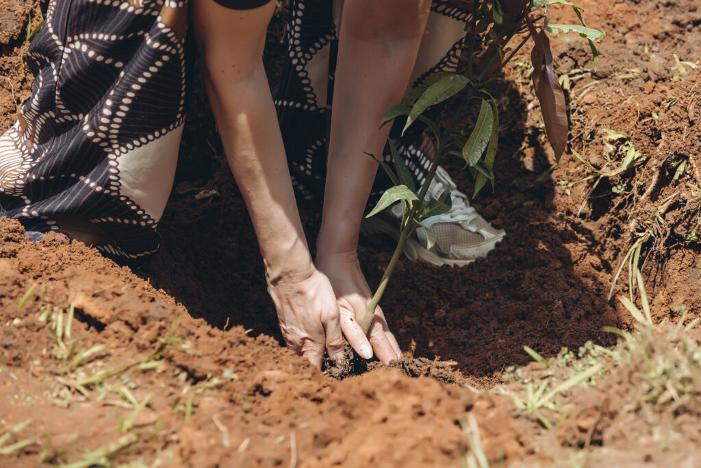 The Science Behind Why Forests Cool the Planet