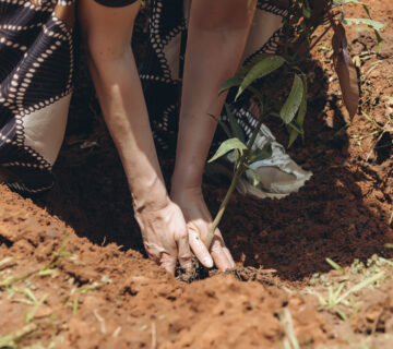 The Science Behind Why Forests Cool the Planet