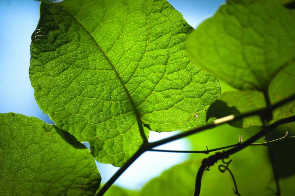 The Oxygen Math: How Many Trees Does One Person Need?