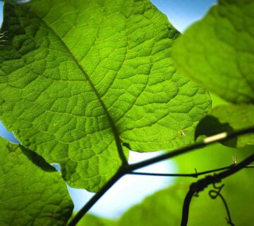 The Oxygen Math: How Many Trees Does One Person Need?