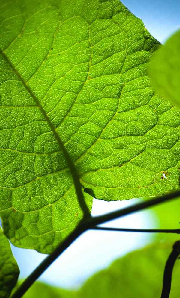 The Oxygen Math: How Many Trees Does One Person Need?