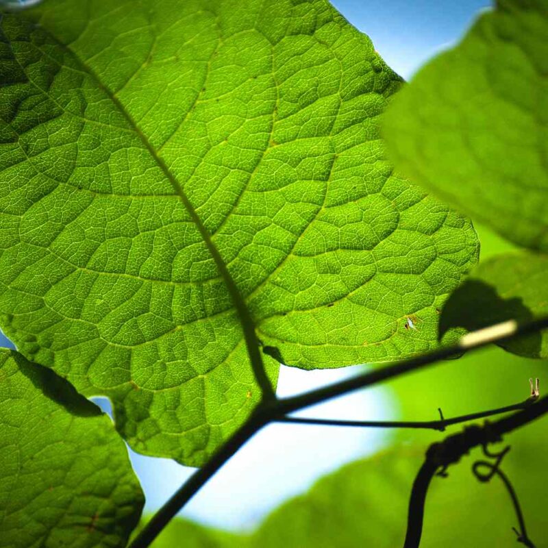 The Oxygen Math: How Many Trees Does One Person Need?