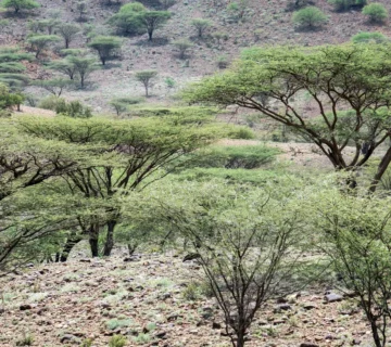 Why Africa Needs Billions of New Trees Right Now