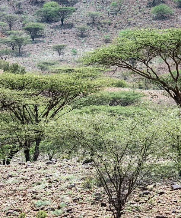 Why Africa Needs Billions of New Trees Right Now