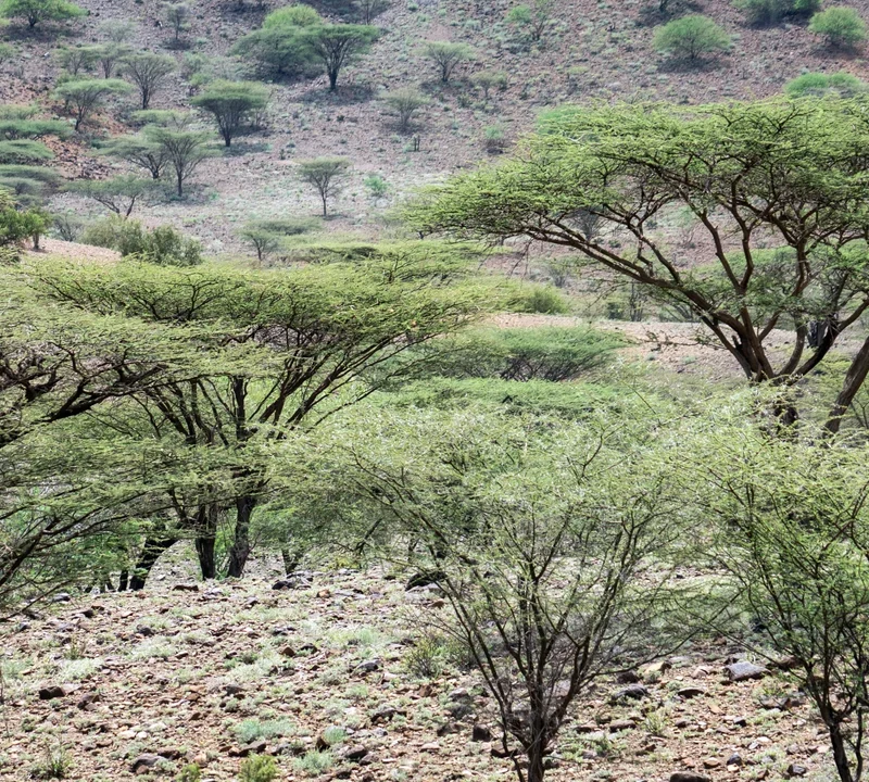 Why Africa Needs Billions of New Trees Right Now