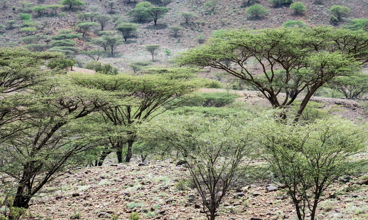 Why Africa Needs Billions of New Trees Right Now