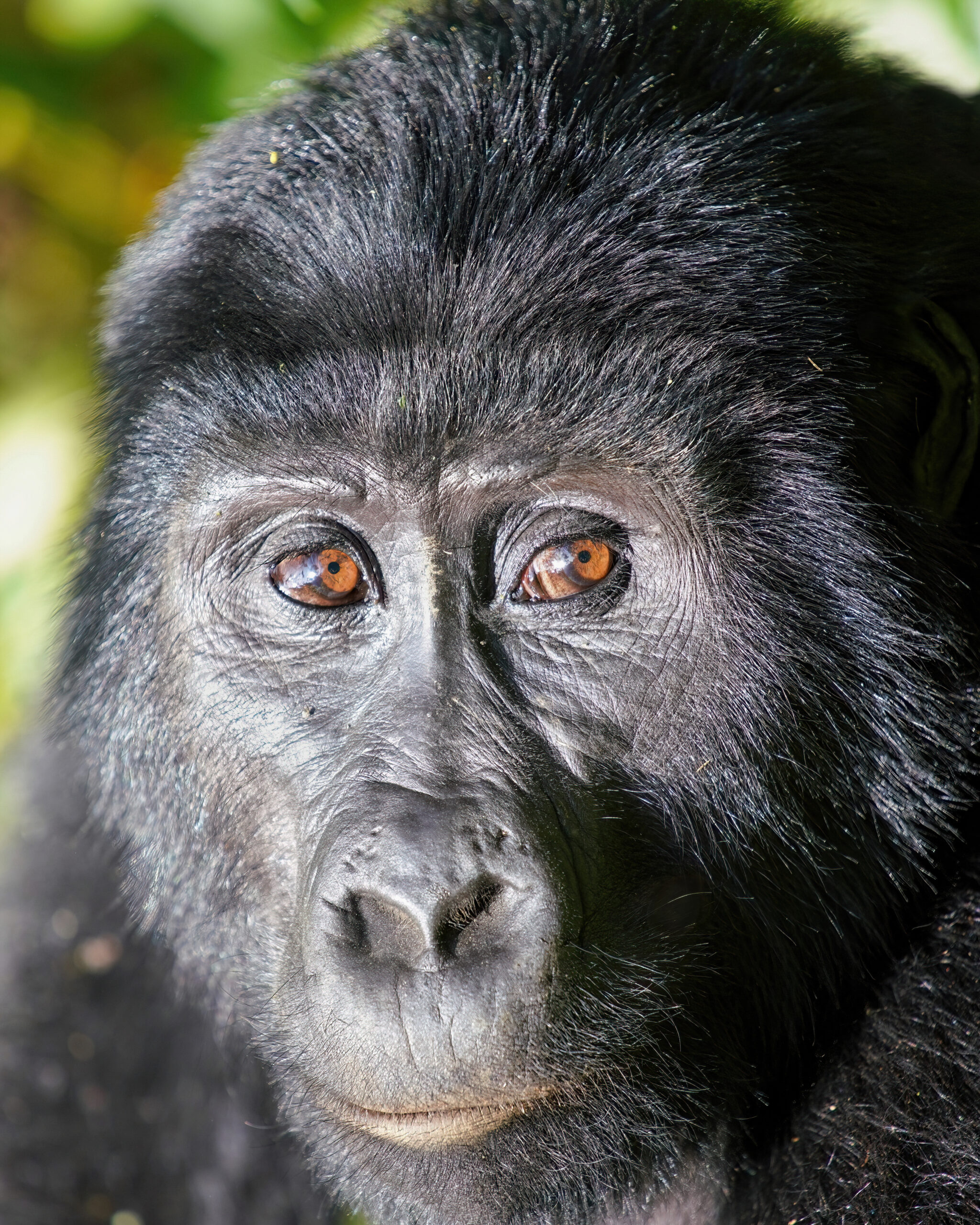 Mountain gorilla, budget Uganda Rwanda gorilla safari timing