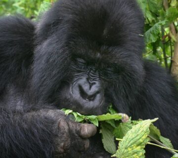 What Happens to Uncollected Gorilla Permits?
