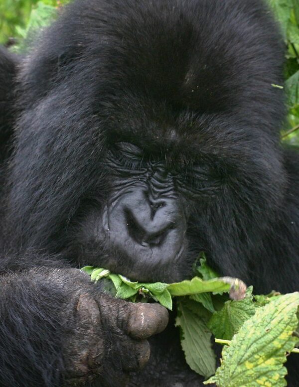What Happens to Uncollected Gorilla Permits?