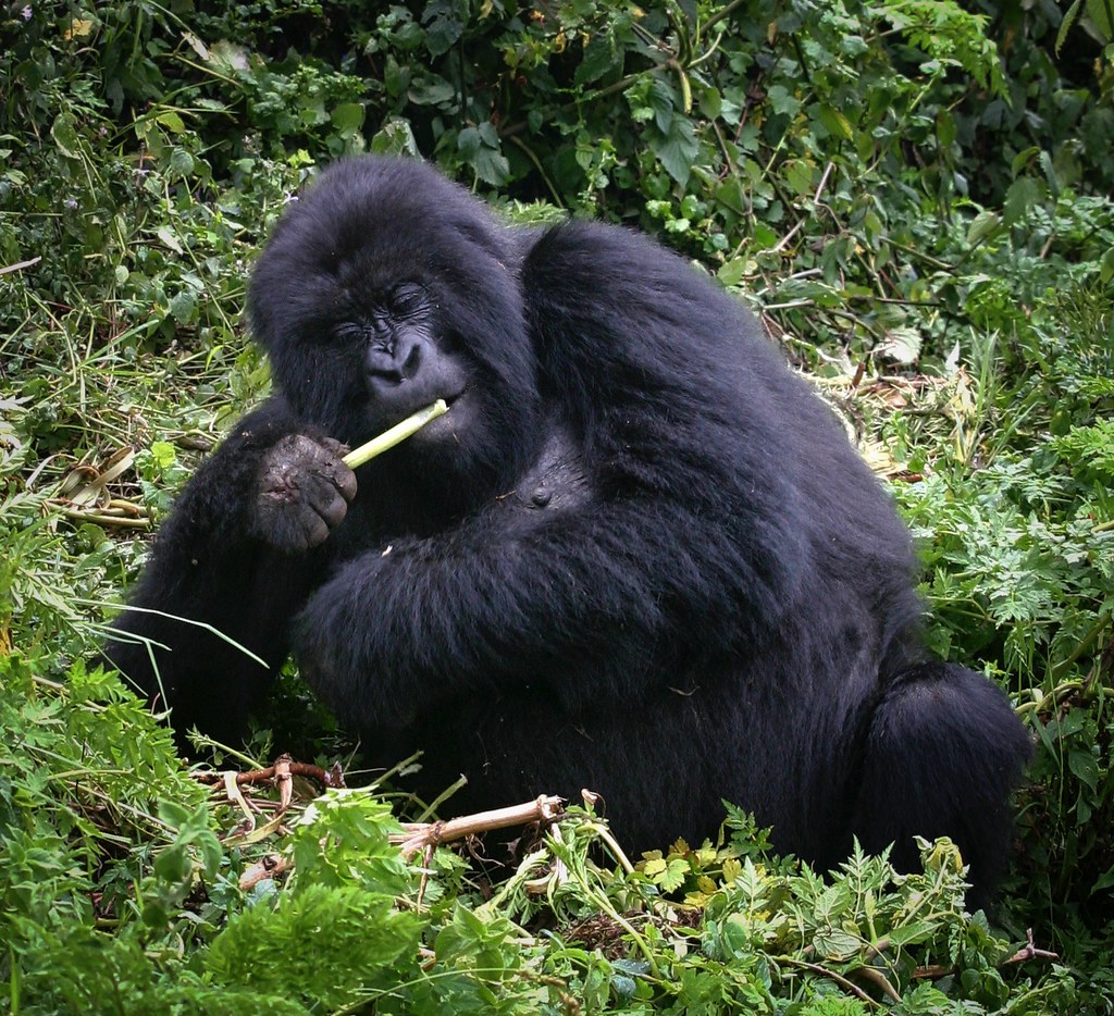 What Happens to Uncollected Gorilla Permits?