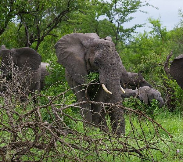 African Elephants