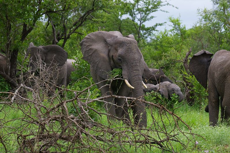 African Elephants