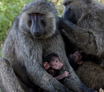 Primate Sanctuary Tourism in Uganda 