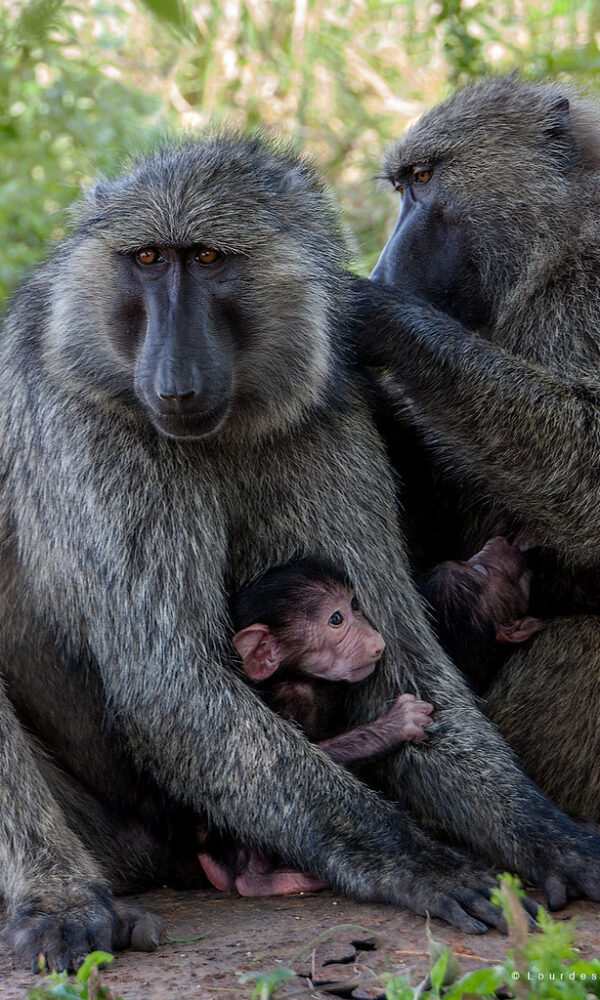 Primate Sanctuary Tourism in Uganda 