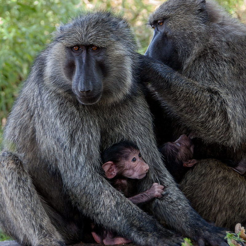 Primate Sanctuary Tourism in Uganda. Primate Sanctuary Tourism in Uganda.
