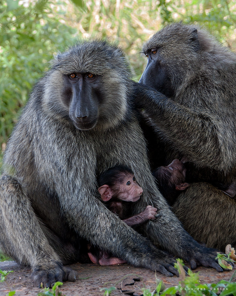 Primate Sanctuary Tourism in Uganda