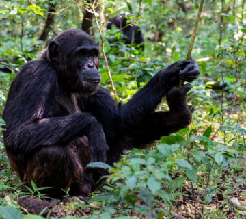 Tanzania vs Uganda Chimpanzee Trekking