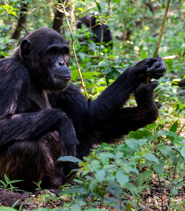 Tanzania vs Uganda Chimpanzee Trekking