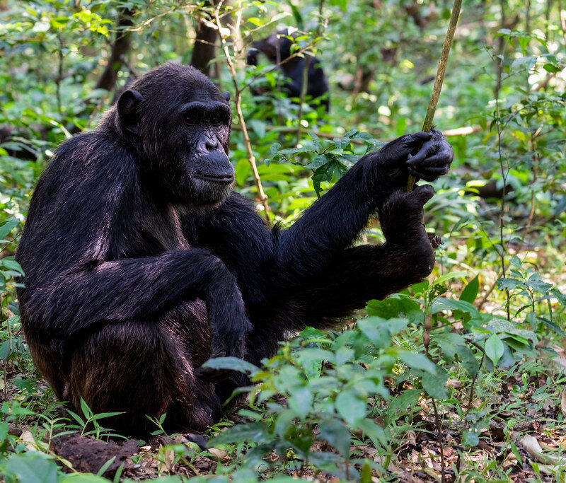 Tanzania vs Uganda Chimpanzee Trekking