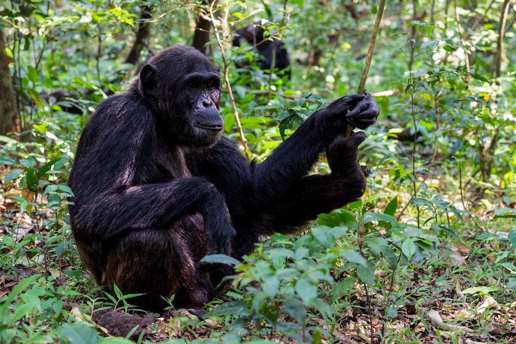 Tanzania vs Uganda Chimpanzee Trekking