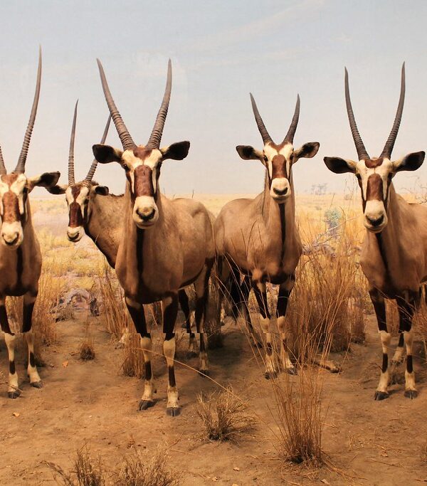 A school holidays present a unique opportunity for families to experience the magic of East Africa together 