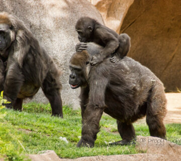 How Gorilla Families Split and What It Means for Trek Permits