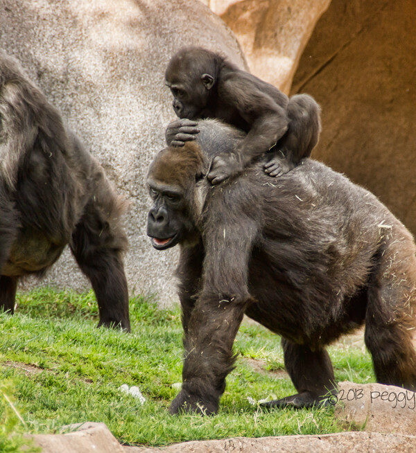 How Gorilla Families Split and What It Means for Trek Permits