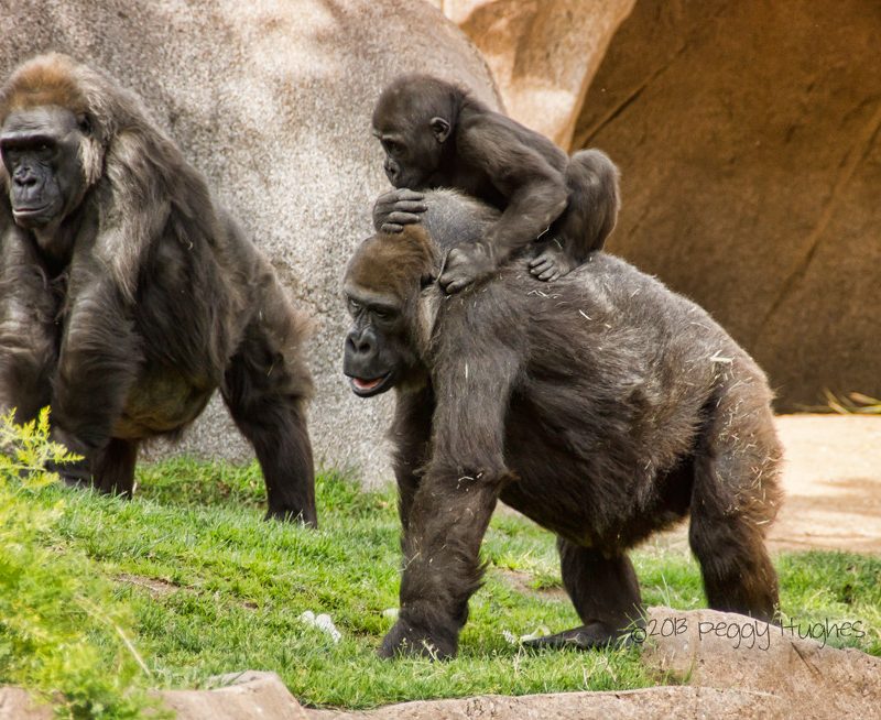 How Gorilla Families Split and What It Means for Trek Permits How Gorilla Families Split and What It Means for Trek Permits