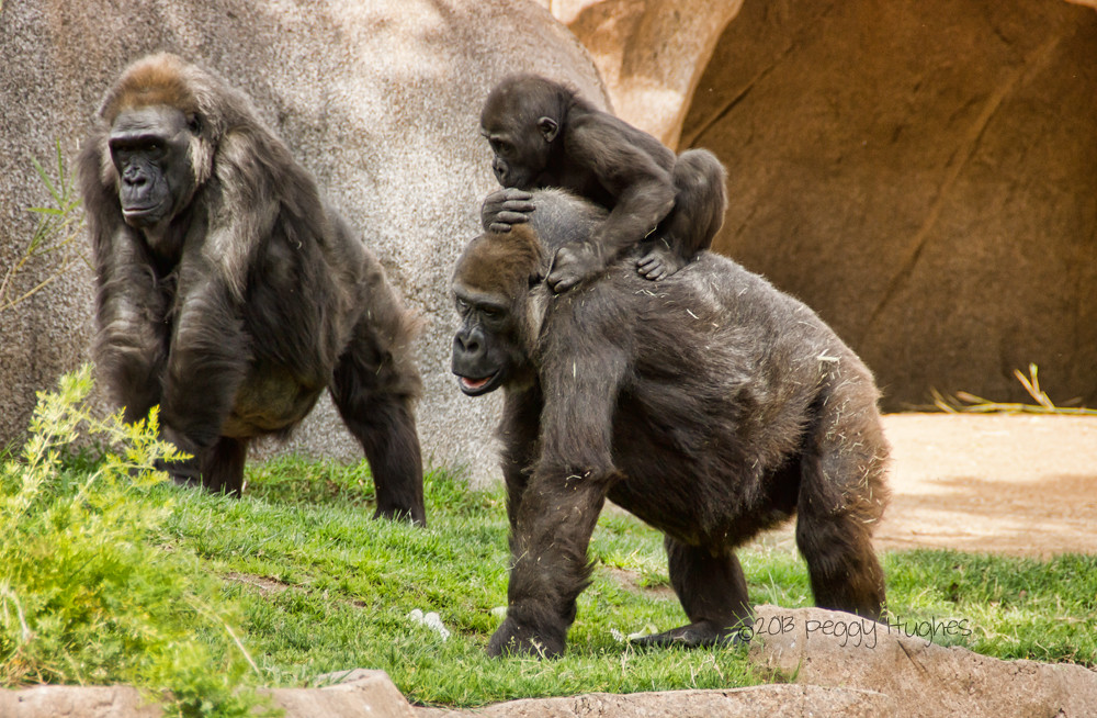How Gorilla Families Split and What It Means for Trek Permits