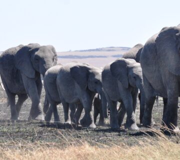 African elephants, choosing a genuine tour operator in East Africa