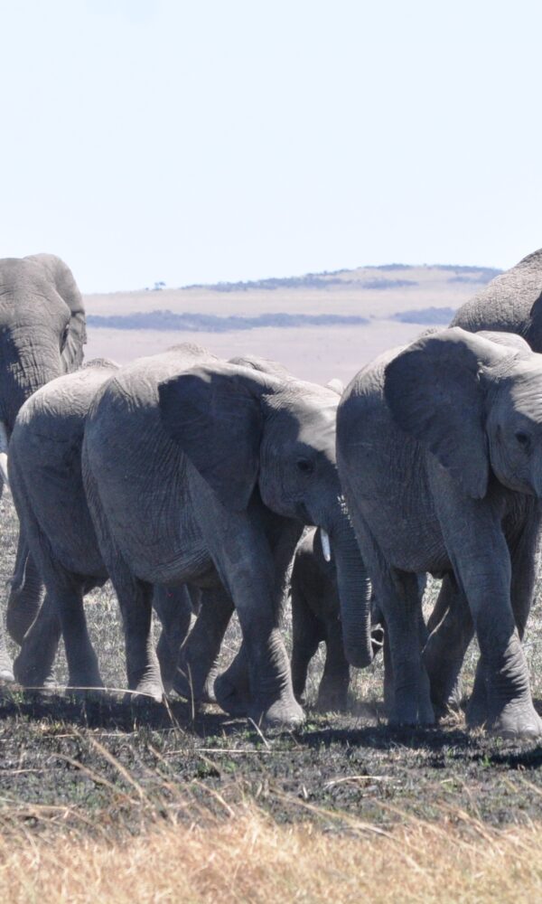 African elephants, how to join a group safari in Uganda