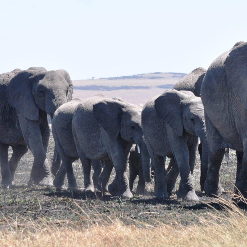 African elephants, how to join a group safari in Uganda African elephants, how to join a group safari in Uganda