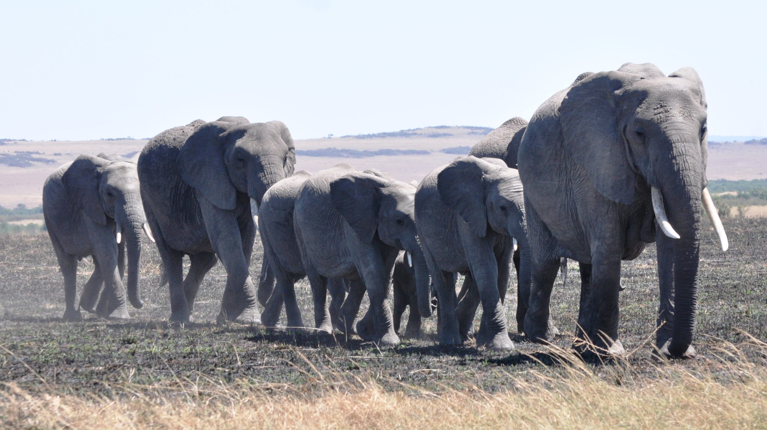 African elephants, prices for Queen Elizabeth National Park Uganda