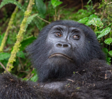 Mountain gorilla in natural habitat, Bwindi, Uganda