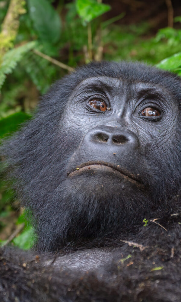 Mountain gorilla in natural habitat, Bwindi, Uganda